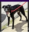 adoptable Dog in  named Thunder