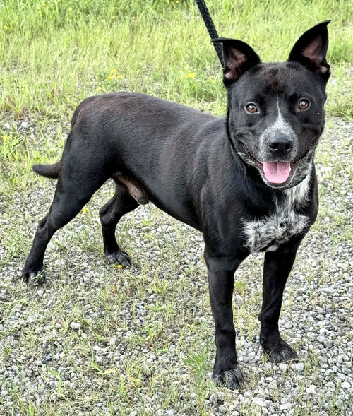 picture of the dog needing adoption