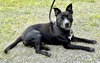 Louie (courtesy post) - Photo 2