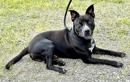LOUIE (COURTESY POST) - Cattle Dog available for adoption