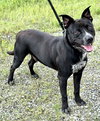 Louie (courtesy post) - Photo 3