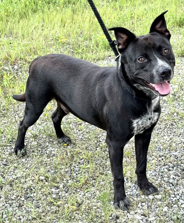 Louie (courtesy post)
