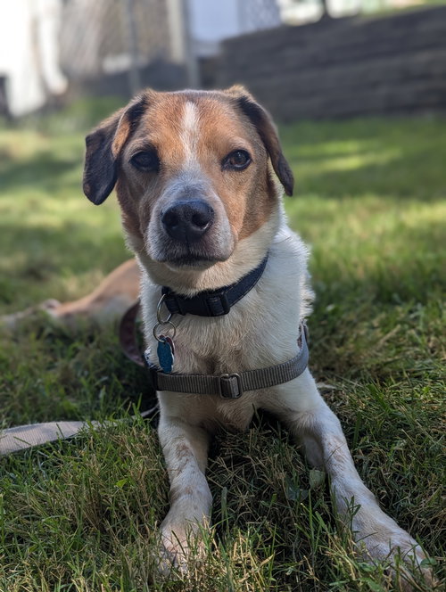 picture of the dog needing adoption