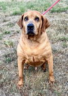 Cooper (courtesy post) - Photo 1