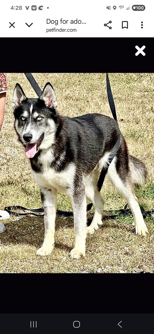 picture of the dog needing adoption