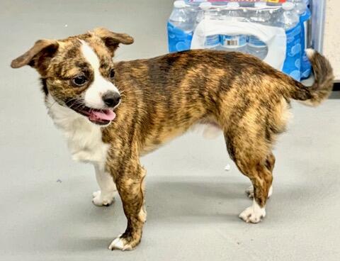 picture of the dog needing adoption