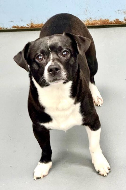 picture of the dog needing adoption