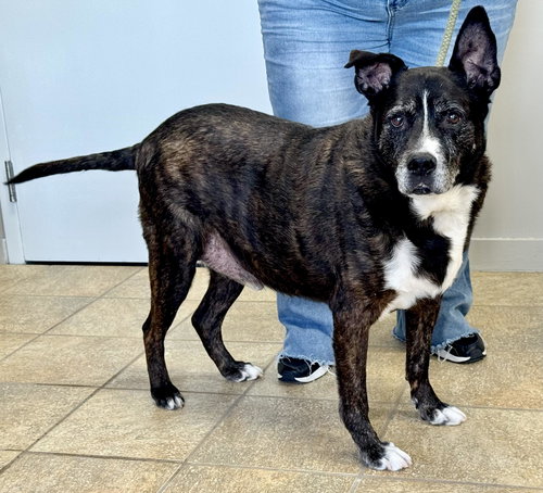 STARK (COURTESY POST) - American Staffordshire Terrier available for adoption