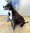 Stark (courtesy post) - Photo 2