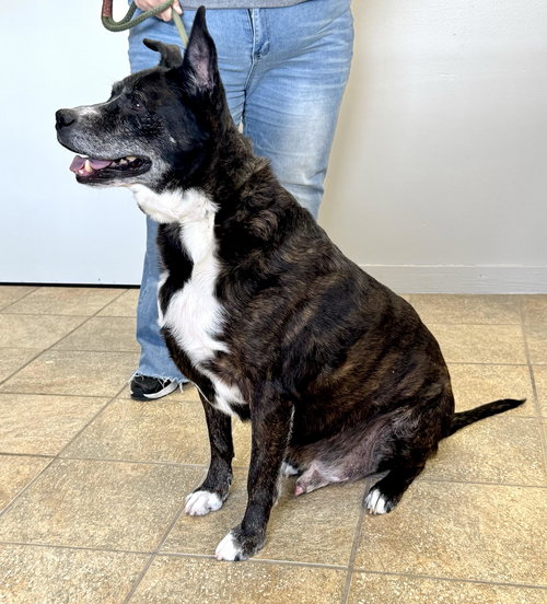 STARK (COURTESY POST) - American Staffordshire Terrier available for adoption
