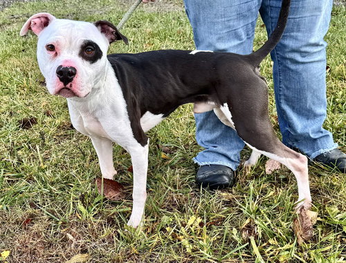CHARLIE (COURTESY POST) - Pit Bull Terrier available for adoption