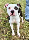 Charlie (courtesy post) - Photo 3