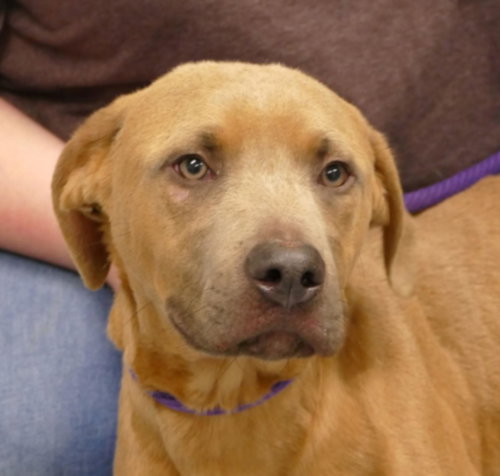SPIKE (COURTESY POST) - Retriever available for adoption