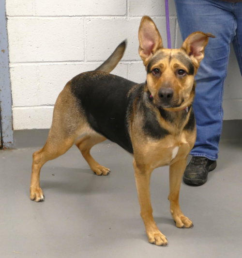 NIKA (COURTESY POST) - German Shepherd Dog available for adoption