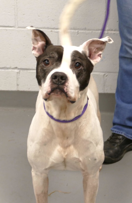 ONYX (COURTESY POST) - Pit Bull Terrier available for adoption