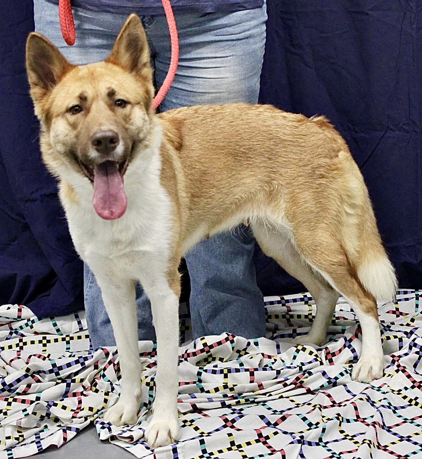 Sierra (courtesy post)