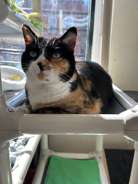 adoptable Cat in Pittsburgh, PA named Ellie