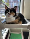 adoptable Cat in pittsburgh, PA named Ellie