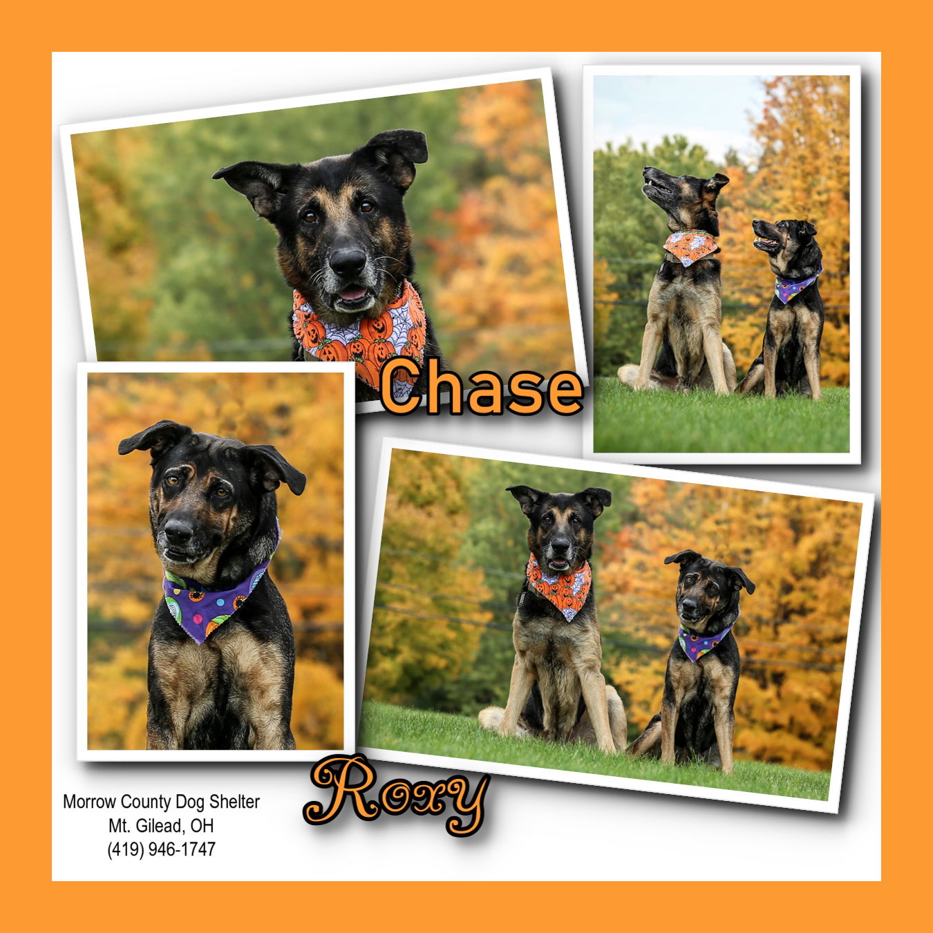 Dog for Adoption - Roxy, a German Shepherd Dog in Crawford County, OH