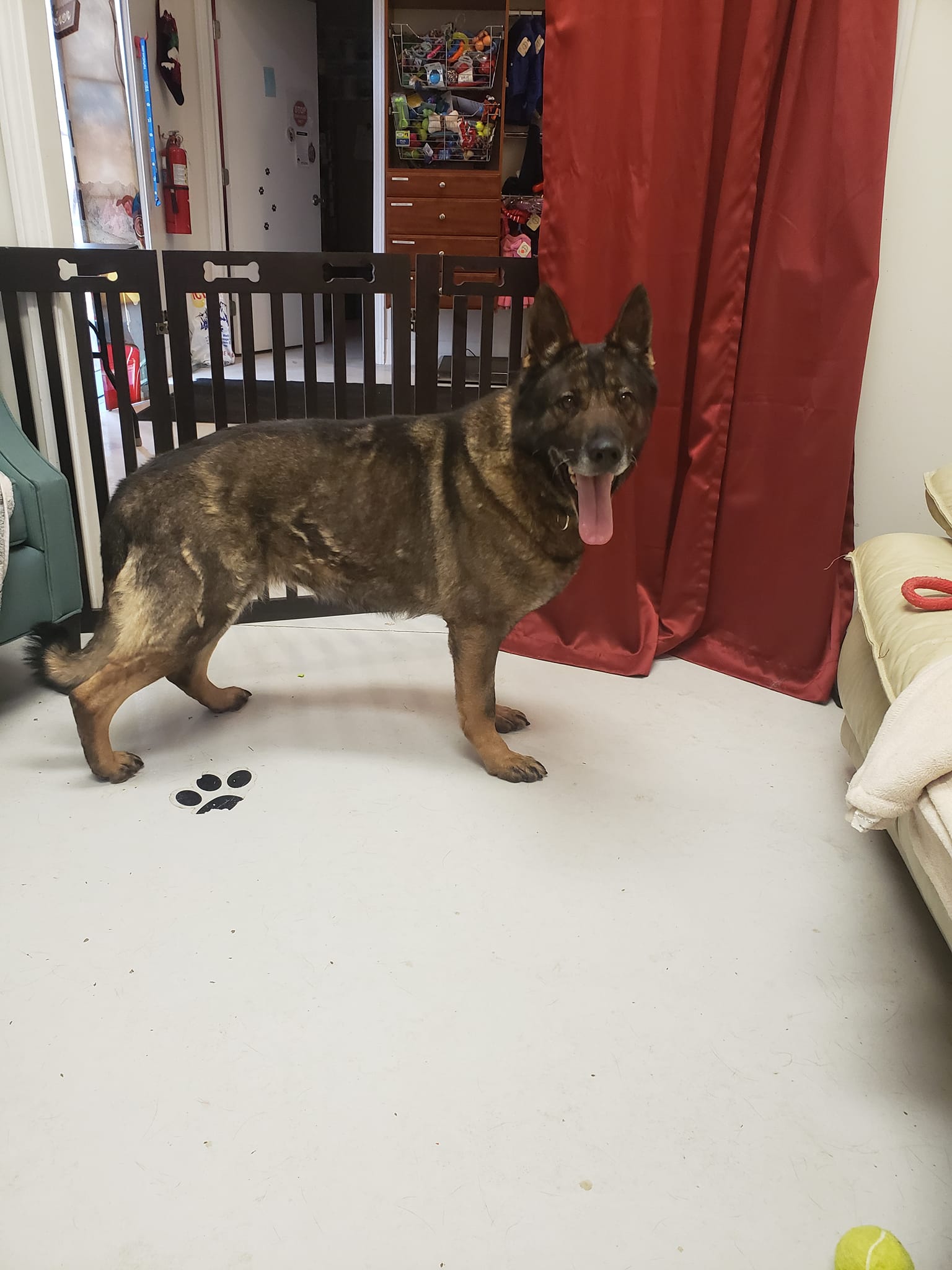 Dog for Adoption Victoria, a German Shepherd Dog in Crawford County, OH Alpha Paw