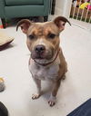 adoptable Dog in Mount Gilead, OH named Brooklyn