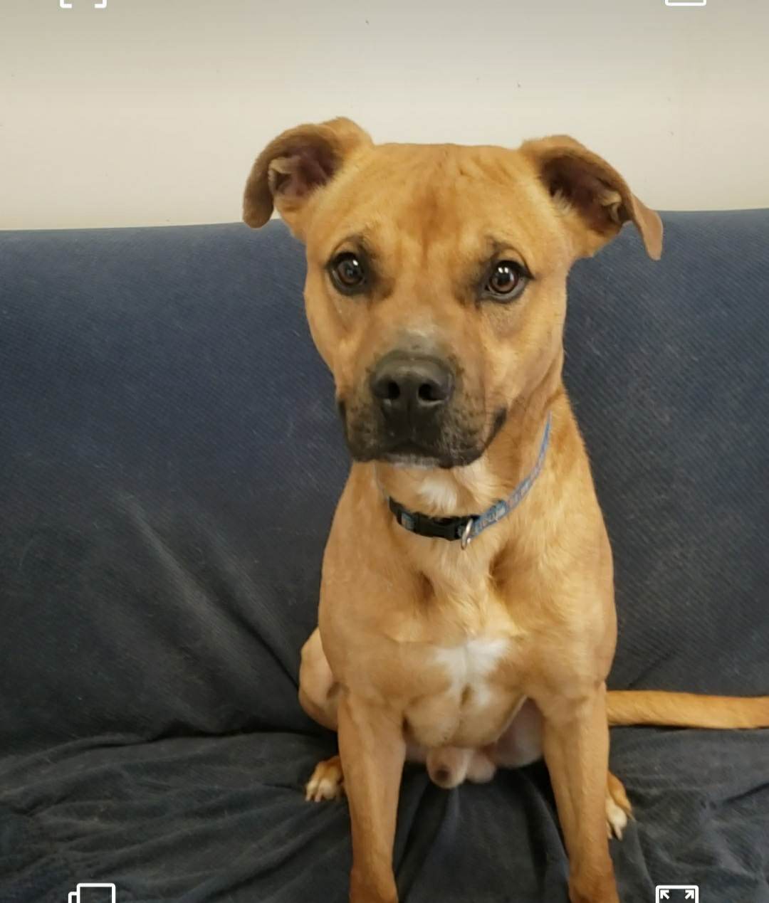 adoptable Dog in Mount Gilead, OH named Boone (prison program)