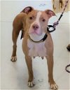 adoptable Dog in mount gilead, OH named Sidney