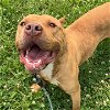 adoptable Dog in mount gilead, OH named Tiffany