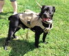 adoptable Dog in Mount Gilead, OH named Gomez