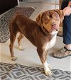adoptable Dog in mount gilead, OH named Winston