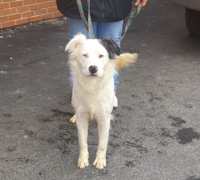 adoptable Dog in Mount Gilead, OH named Marsh (prison program)