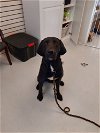 adoptable Dog in  named Midas (prison program)