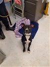 adoptable Dog in mount gilead, OH named Macey