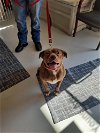adoptable Dog in , OH named Mae