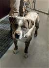 adoptable Dog in  named Poncho
