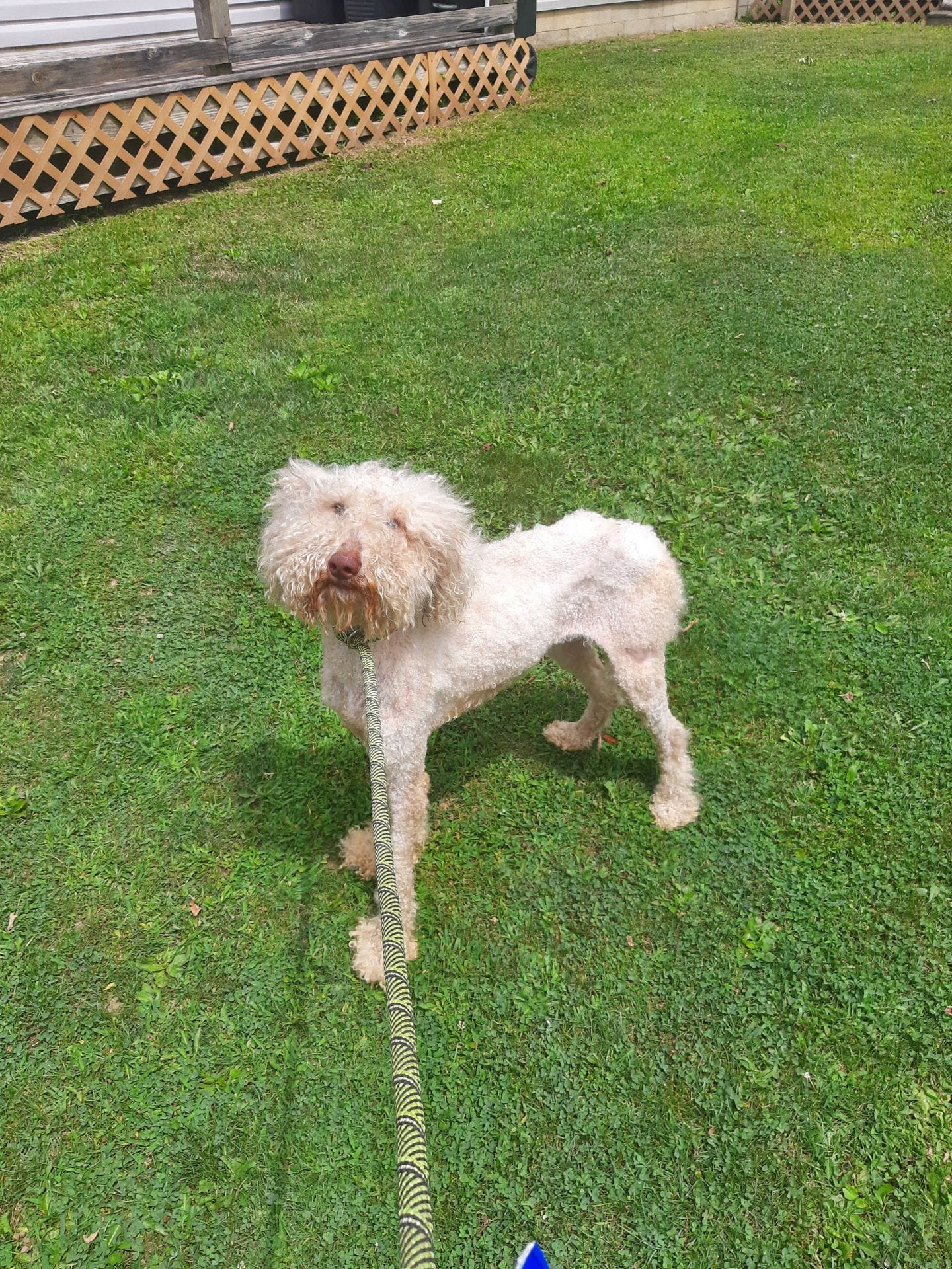 adoptable Dog in Mount Gilead, OH named Q-Tip