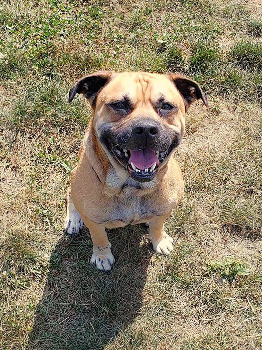 adoptable Dog in Mount Gilead, OH named Bond