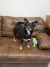 adoptable Dog in mount gilead, OH named Kasey *P
