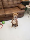 adoptable Dog in Mount Gilead, OH named Isacc