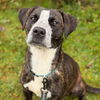 adoptable Dog in  named Gia **prison program
