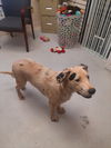 adoptable Dog in Mount Gilead, OH named Fuzzy