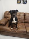 adoptable Dog in mount gilead, OH named Lugnut