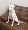 adoptable Dog in mount gilead, OH named Ollie **prison program