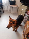 adoptable Dog in  named Thor
