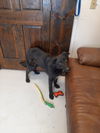 adoptable Dog in  named Marvel