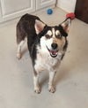 adoptable Dog in mount gilead, OH named Lady