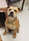 adoptable Dog in mount gilead, OH named Shorty