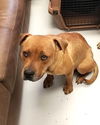 adoptable Dog in mount gilead, OH named Red