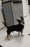 adoptable Dog in  named Ladon