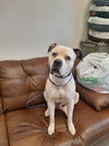 adoptable Dog in  named Mack